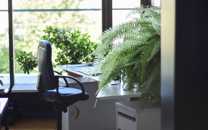 The Healthy Benefits of Having Plants in the Office!