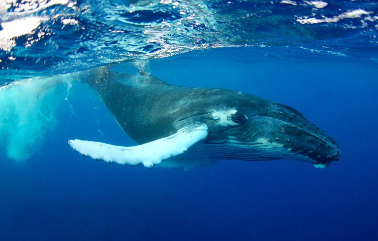 Vast majority of world’s oceans damaged by humans