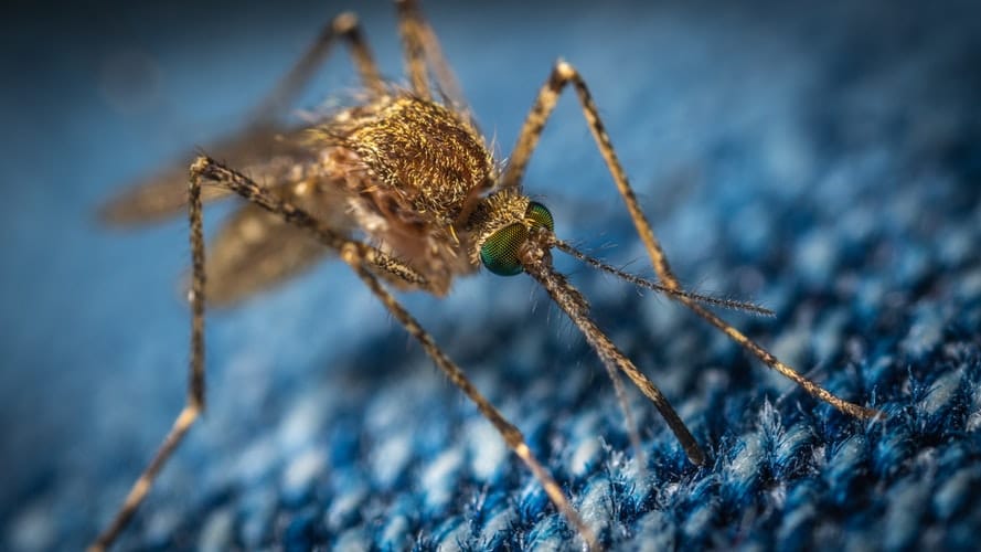 DIY Insect Repellent