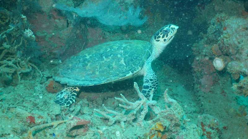 World Oceans Day 2018