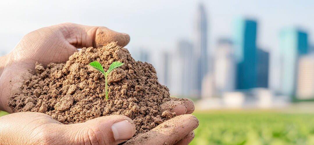 World Soil Day