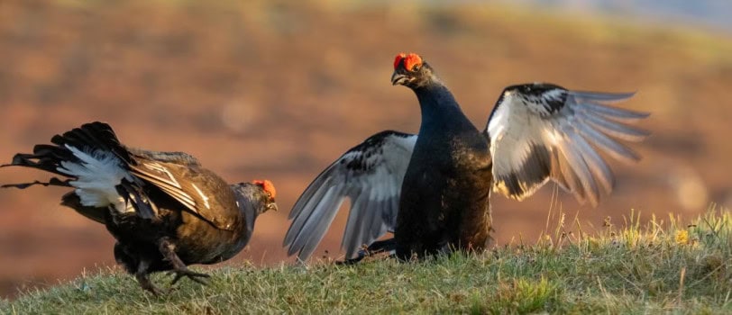 Wildlife: The Overlooked Climate Solution Hidden in Plain Sight