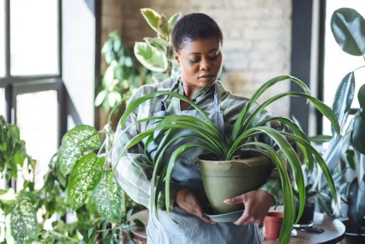 Houseplants indoors