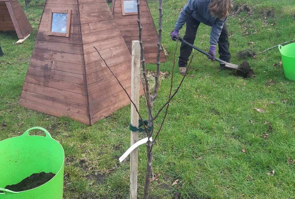 Planting Fruit Trees