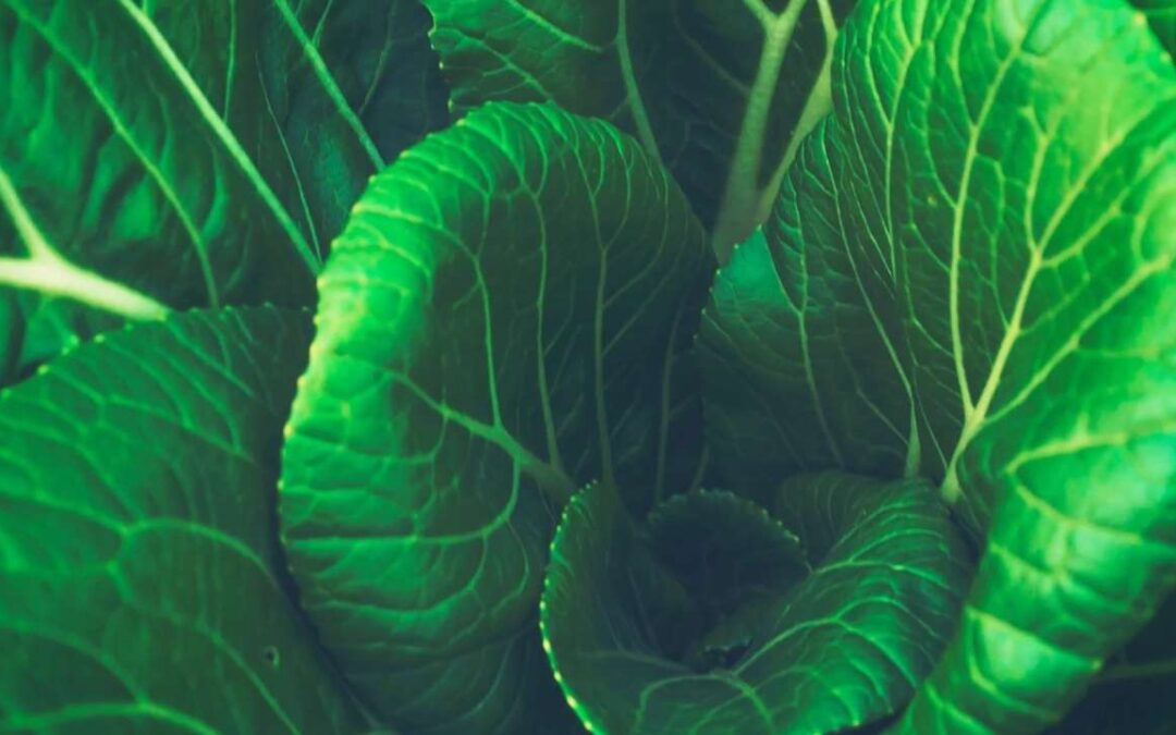 Sustainable Menu Planning